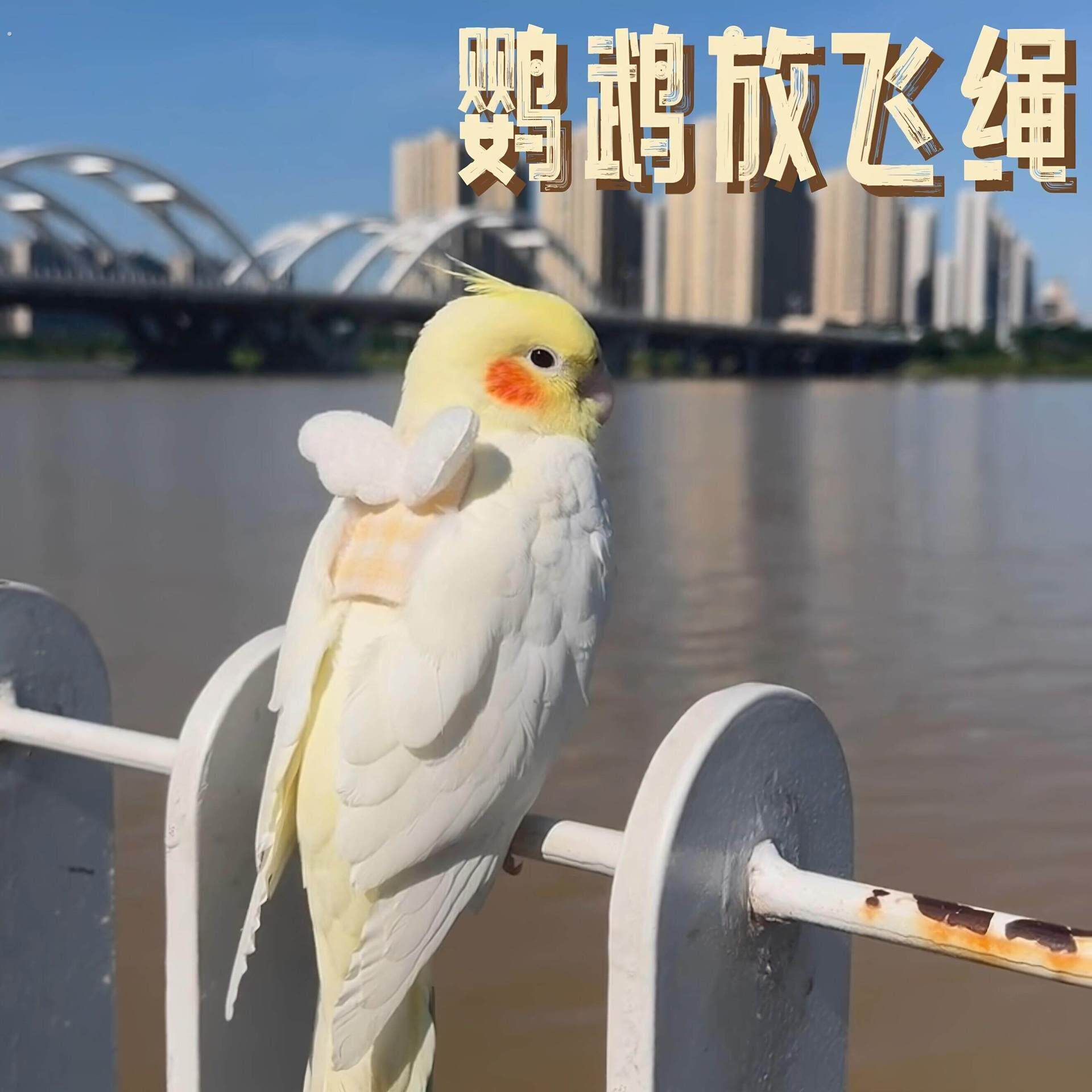 翅膀放飞绳玄凤虎皮牡丹牵引小婴绳外出飞行小抱袋创意遛鸟神
