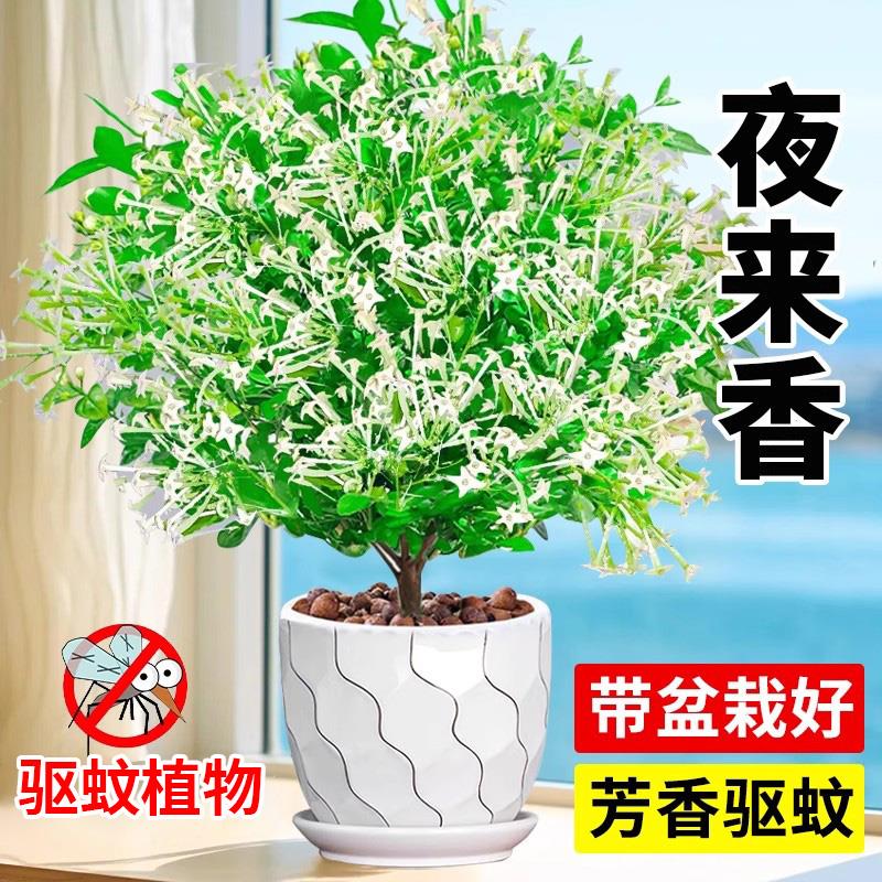 夜来香盆栽花苗室内客厅驱蚊植物室外庭院好养花卉九里香树苗