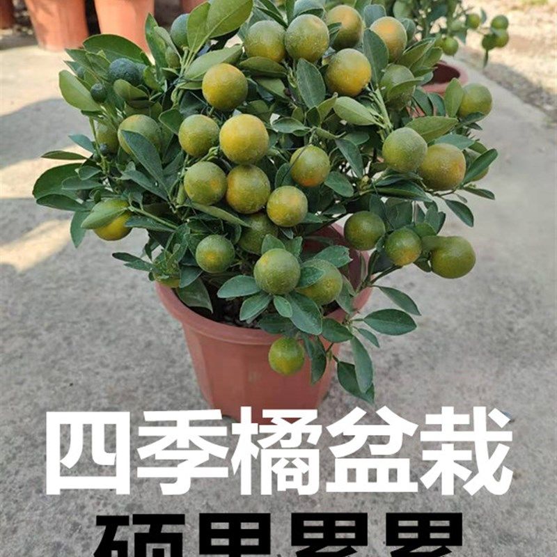 四季橘子年橘树盆栽桔苗朱砂橘室内外阳台常青绿植观赏带果包邮