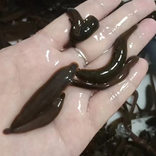 蚂蟥野鱼鲜活水饵活饵钓钓江团蛭肥头鮰鱼黄辣丁饵料鳜鱼鲶鱼石扁