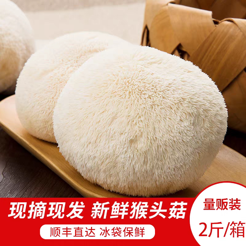 同小味 新鲜猴头菇2斤古田特产高山种植鲜猴头蘑菇养胃滋补