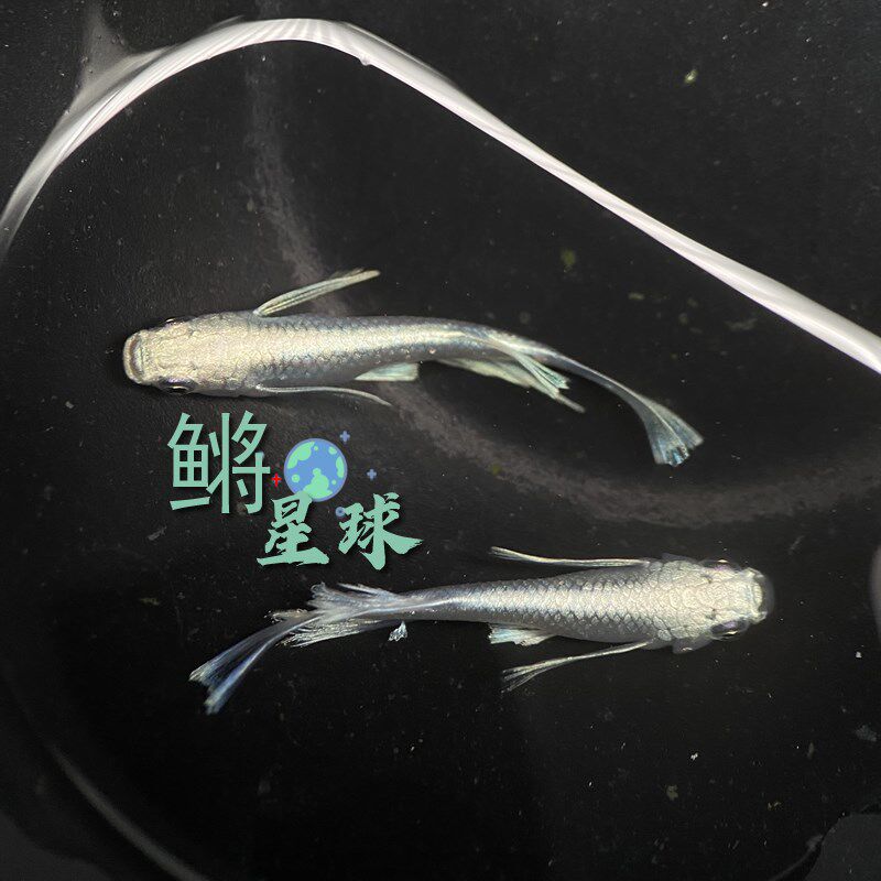 观背青鳉桌面观赏鱼造景迷你锦鲤粤鳉天使之翼真长鳍可侧观冷水鱼