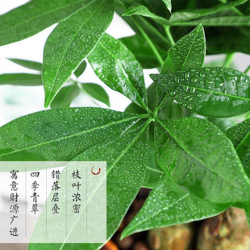 奇趣发财树盆栽花卉造型绿植物办公室内吸甲醛客厅招财小中式盆景