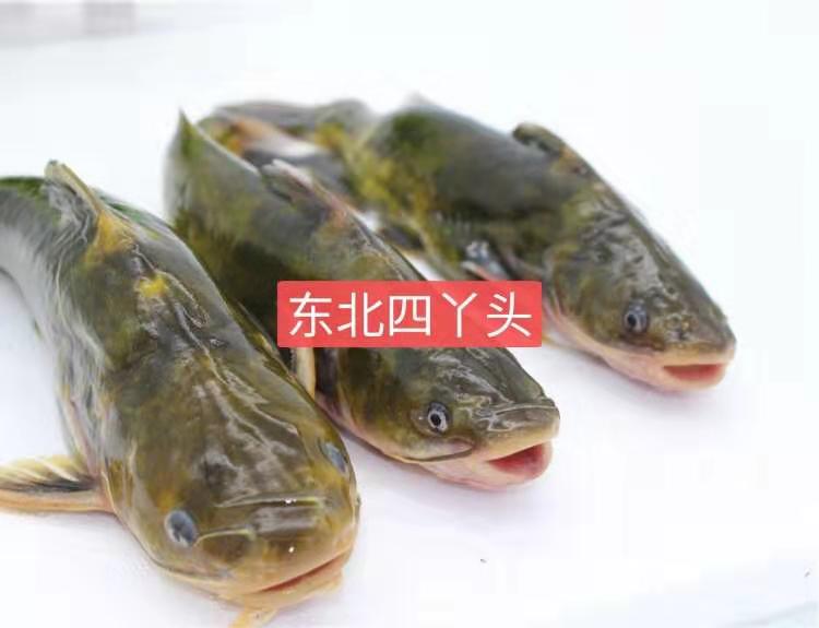 小嘎牙子鱼去脏称重3斤95东北天然淡水鱼鱼鲜活速冻新鲜