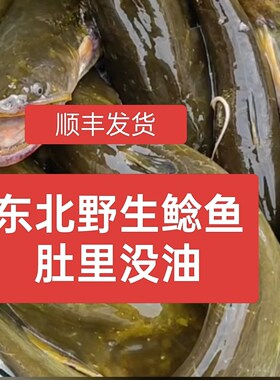 东北纯江鲶鱼黑龙江胡子鲶鱼淡水鱼大口鲶鱼鲜活速冻包邮鲶鱼