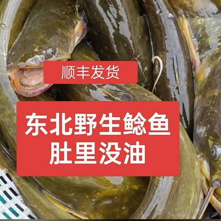 东北纯江鲶鱼黑龙江胡子鲶鱼淡水鱼大口鲶鱼鲜活速冻包邮鲶鱼
