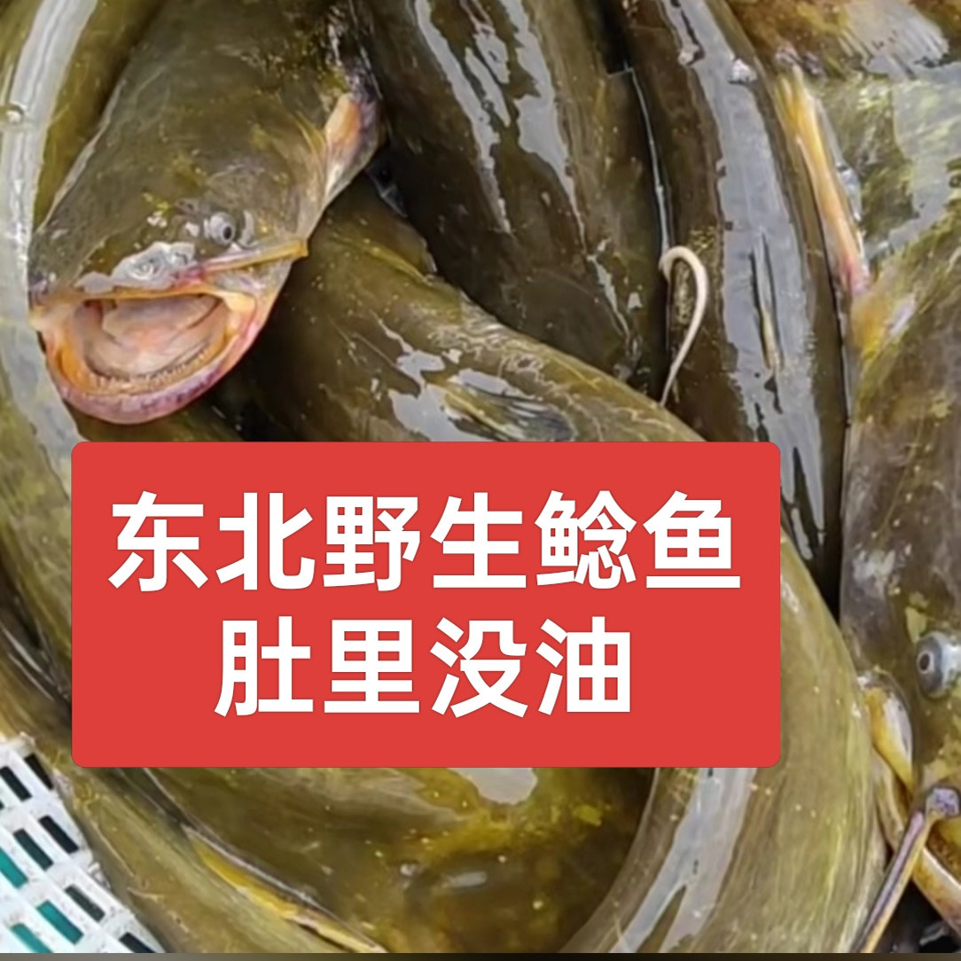 东北纯江鲶鱼4斤52食用鲜活黑龙江鲶鱼淡水鱼鲜活速冻特价包邮