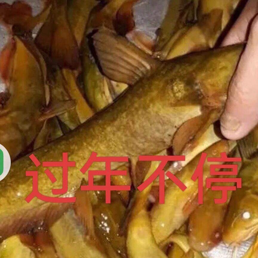 正宗东北松花江特产鲜活速冻发货包邮大牛尾巴鱼速冻发快递