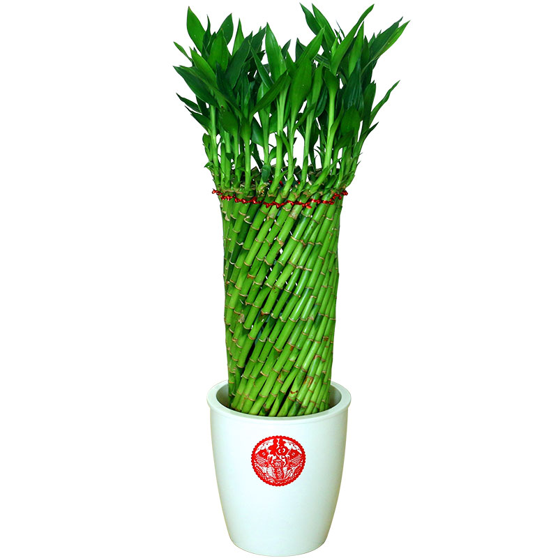 绩光编织富贵竹水培植物花卉水养转运竹客厅室内带根盆栽