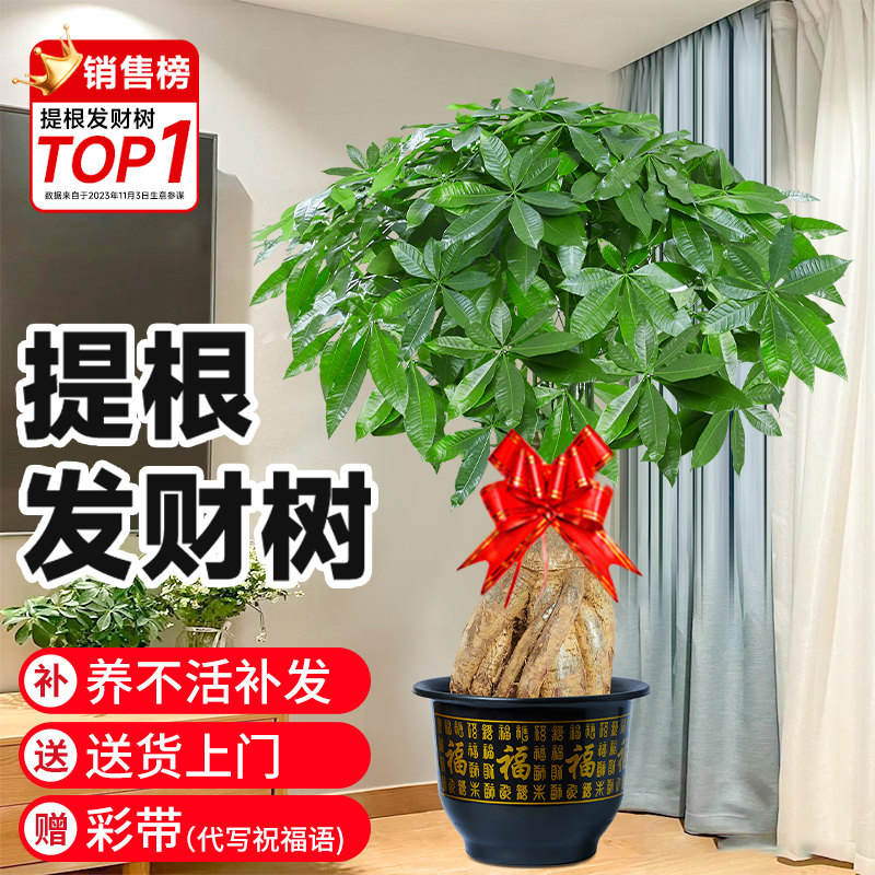 提根发财树客厅盆栽大棵招财树室内大型绿植物落地办公室开业送礼