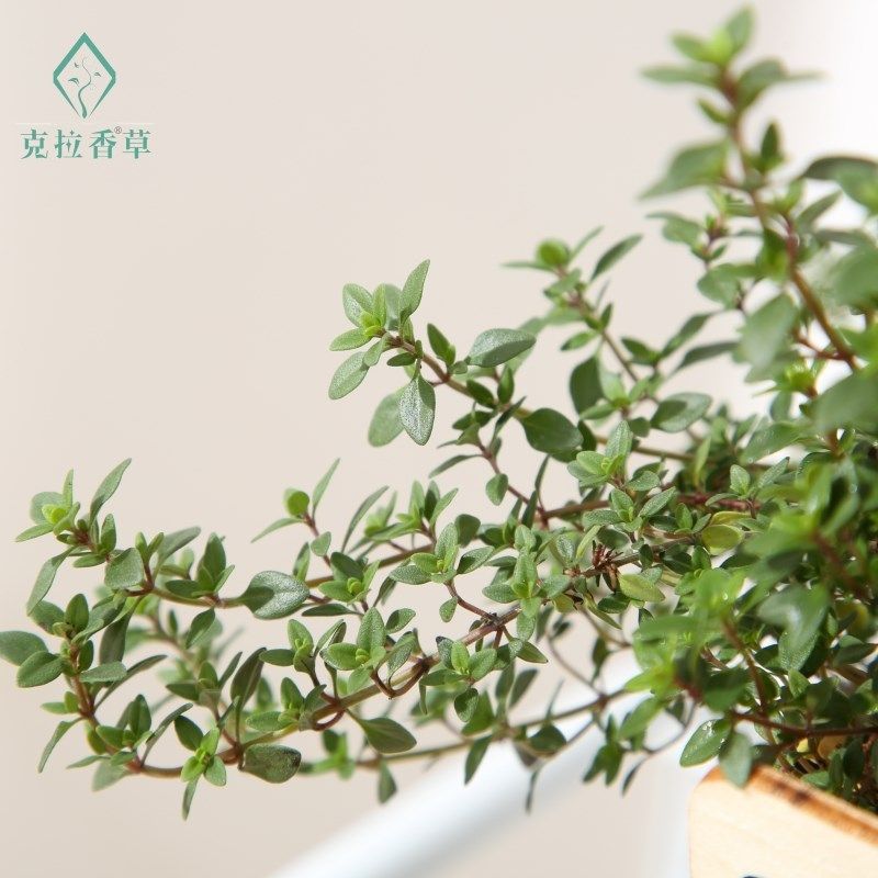 柠檬百里香可食用多年生香草植物盆栽克拉香草泡水烘焙装饰做腌料图片