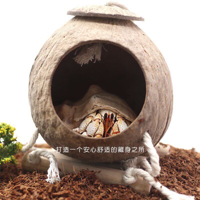 寄居蟹专用椰壳躲避窝~大号小号大口径带梯椰壳双椰壳自然风天然