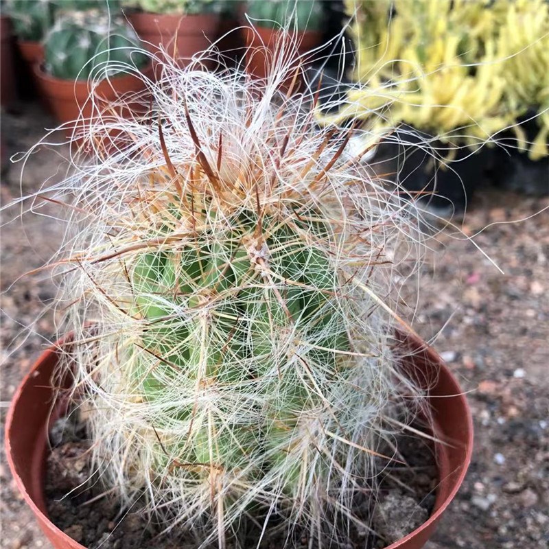 直播29号 仙人球办公室小盆栽满28包邮