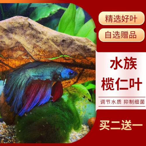 榄仁叶水族懒人叶鱼缸调节水质斗鱼增艳天然降酸PH值 乌龟橄榄叶