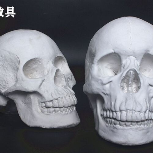 柏盛绘头骨模型素描石膏单价人物像骷髅头石膏像美术教具男女头骨