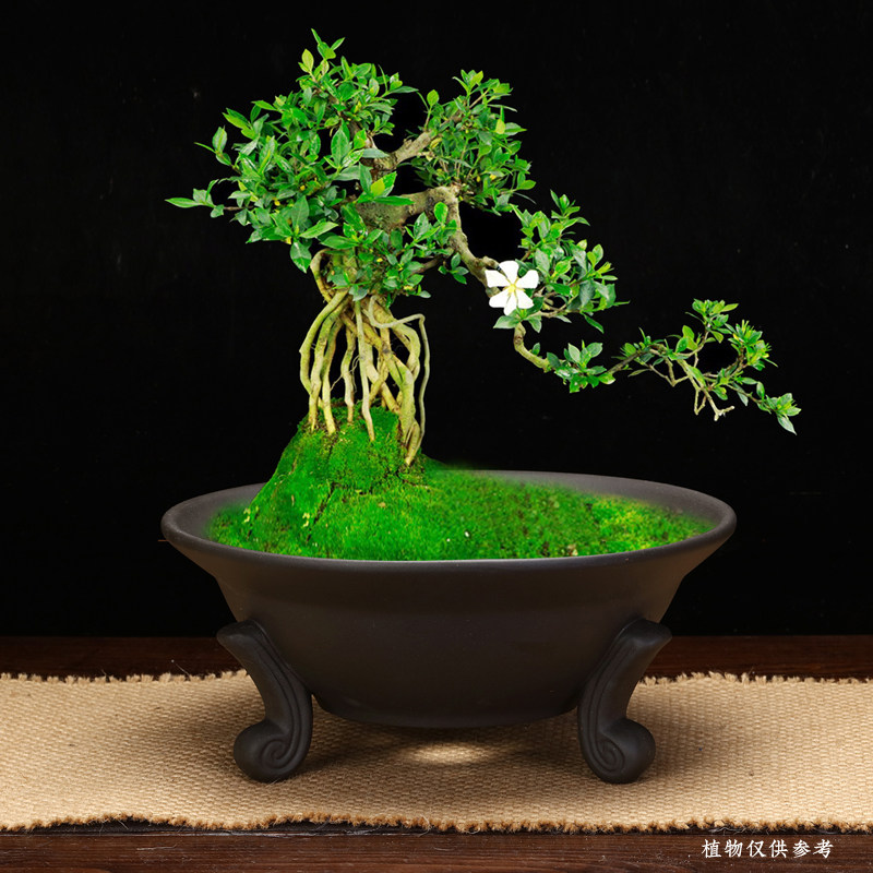 紫砂花盆大口径创意个性花器三足简约桌面绿植盆景盆多肉菖蒲包邮
