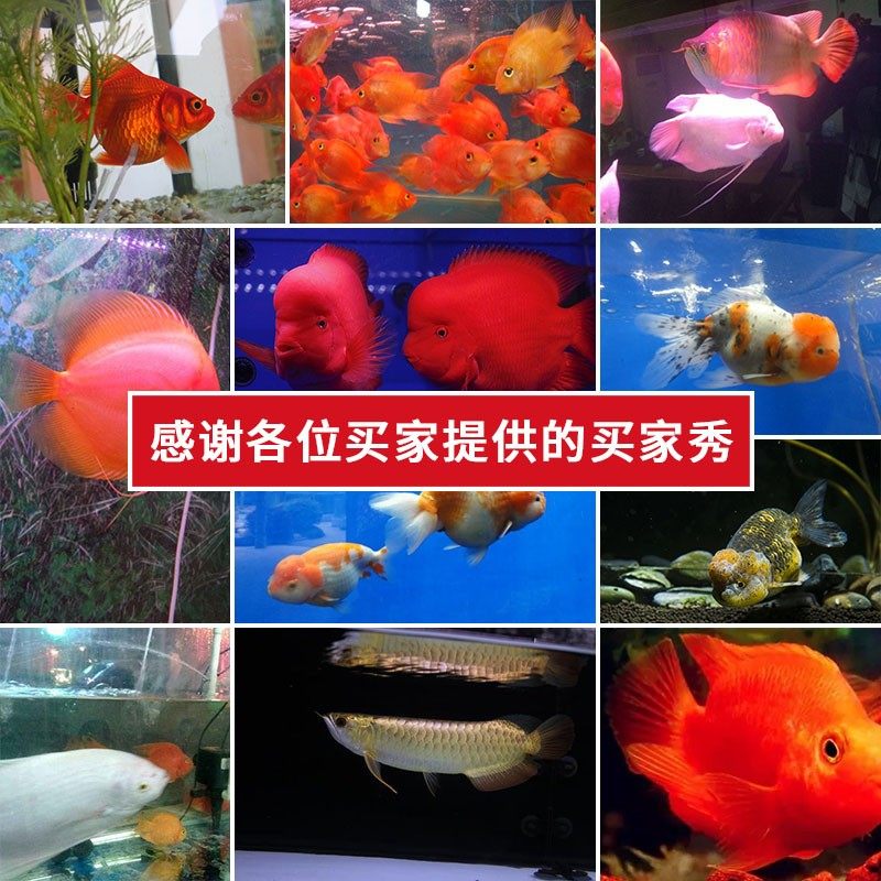 大拇指鱼饲料红鹦鹉鱼增红鱼食血鹦鹉粮家用鱼缸鱼粮鱼料发财鱼