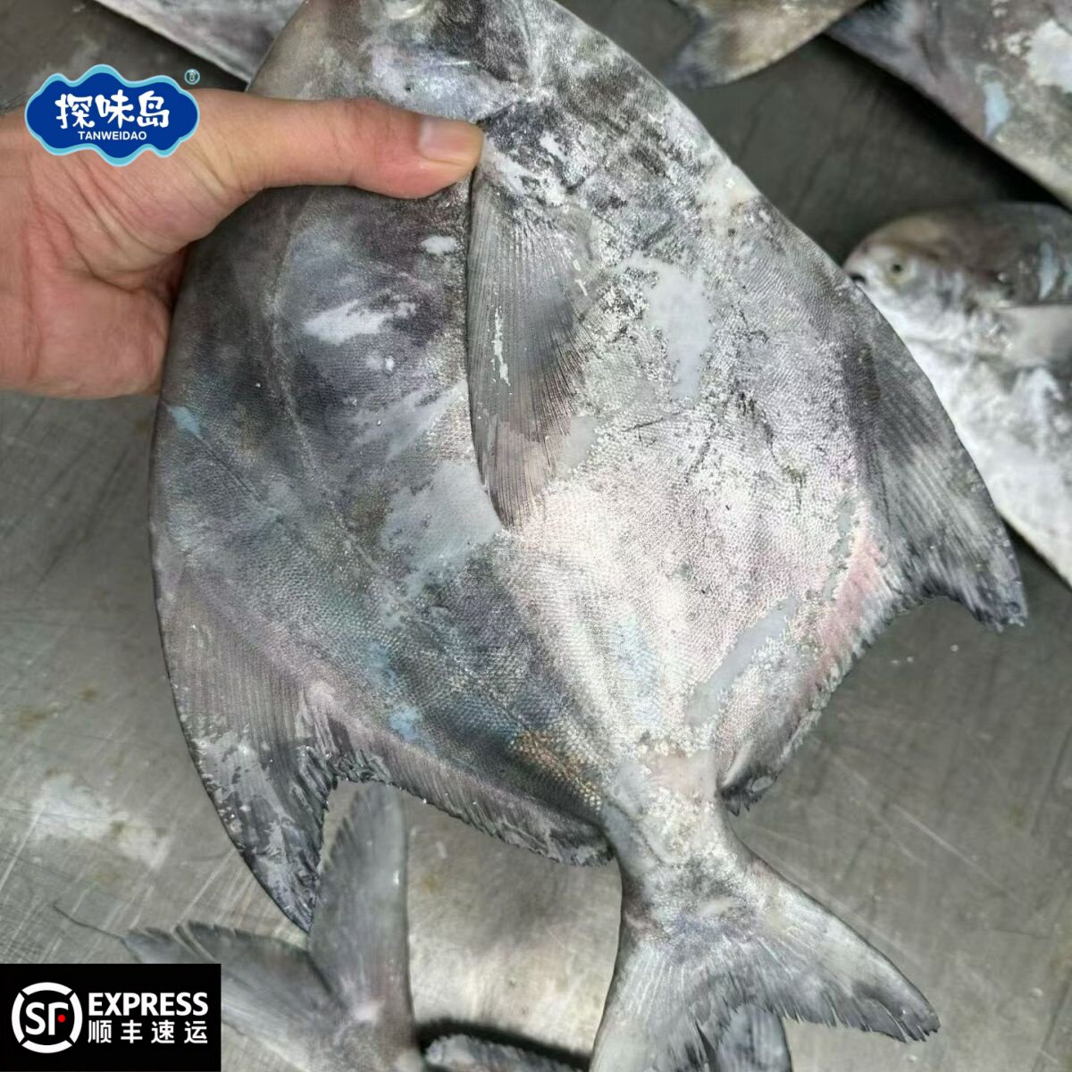 探味岛福建深海大斗鲳新鲜海捕斗鲳鱼鲳鳊镜鱼平鱼叉片鱼清蒸鲳鱼