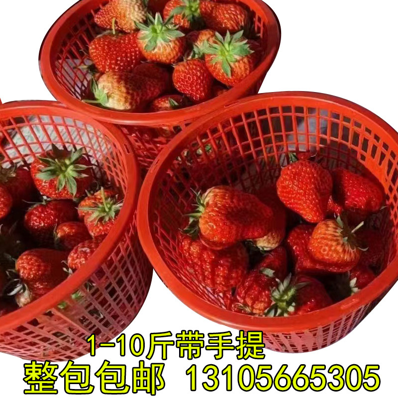 圆子草莓篮形1-10斤蓝提篮塑料水果筐手莓篮樱桃篮蓝莓采摘篮
