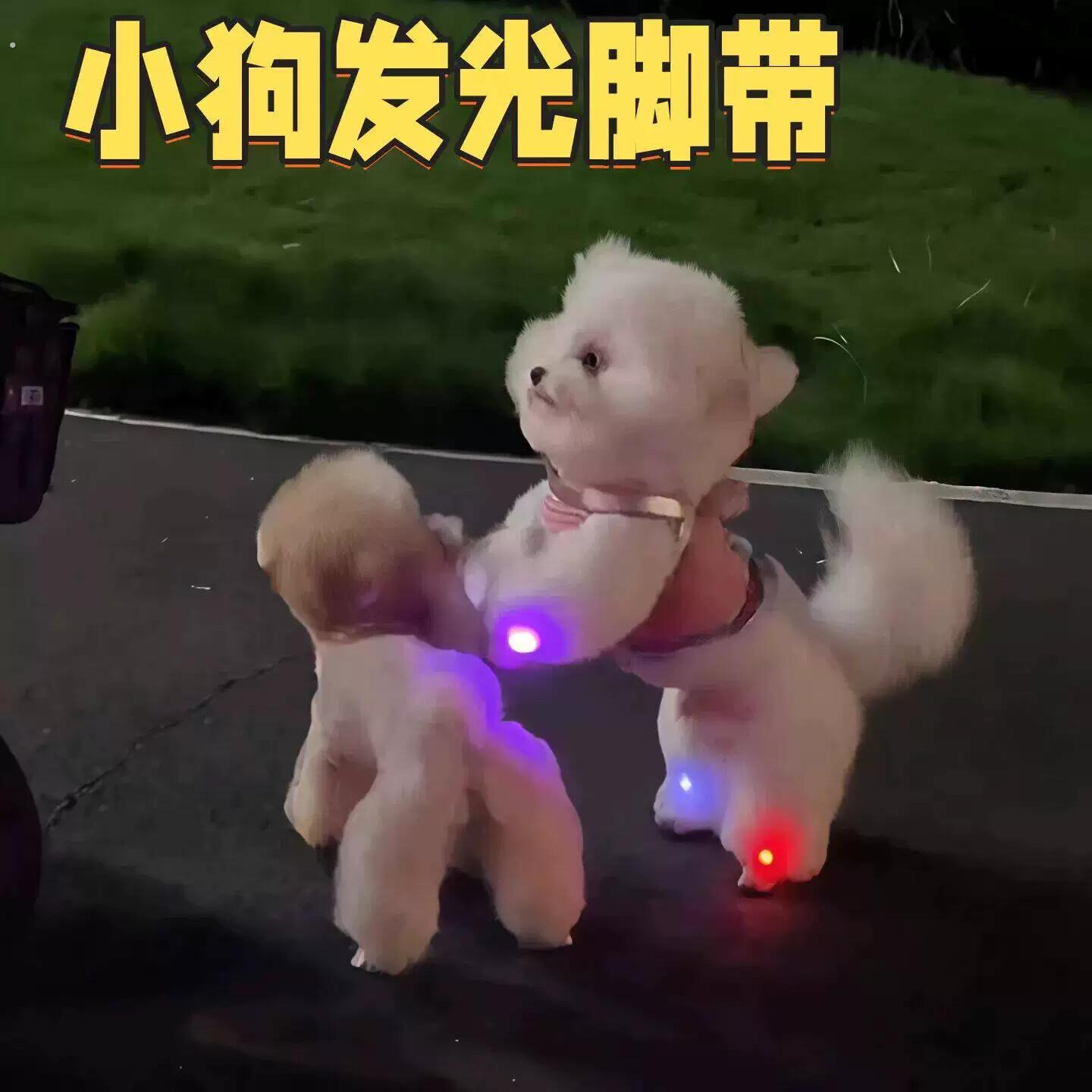 遛狗神器大型犬小型犬夜间遛狗发光灯狗狗猫咪宠物专用的遛狗夜灯