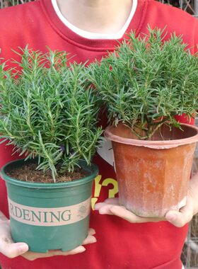 迷迭香盆栽可食用新鲜香草植物百里香牛排调料薄荷叶阳台清香绿植
