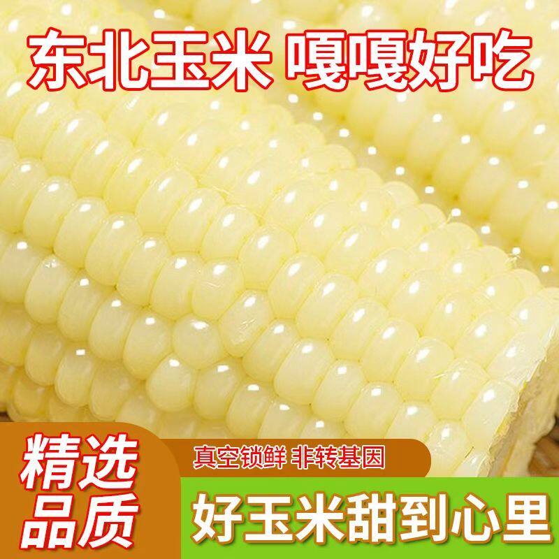 东北糯玉米真空包装非转基因白糯玉棒早餐代餐粘玉米熟白玉米