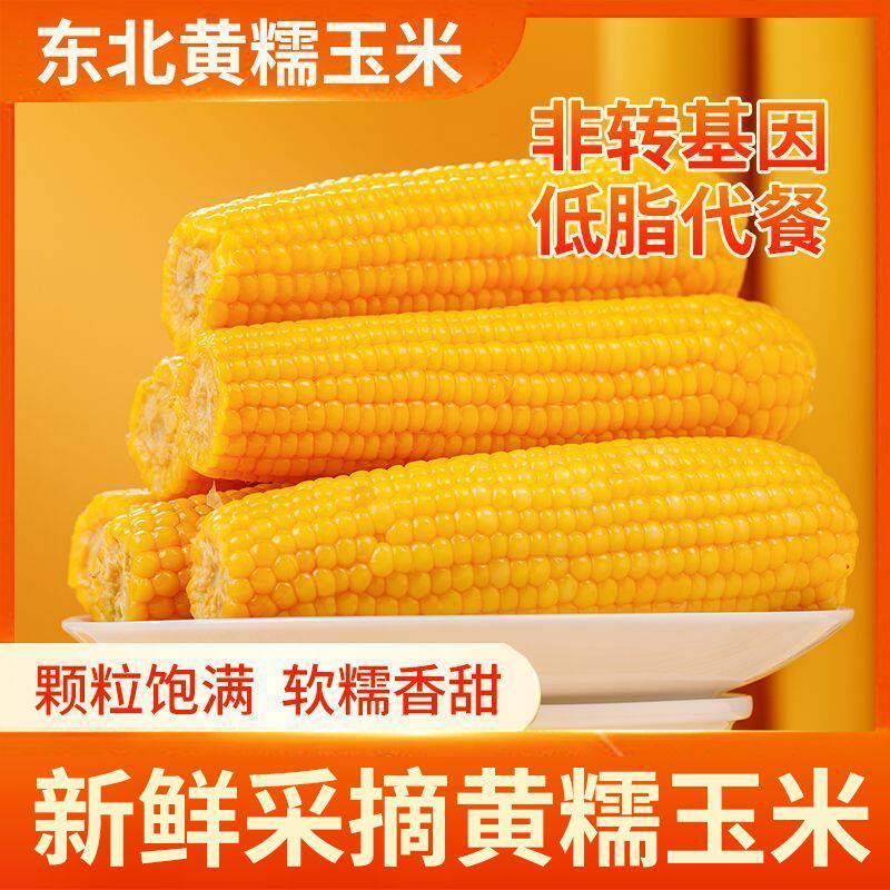 整箱网红东北黄糯玉米软嫩香甜非转基因真空包装
