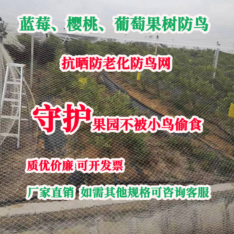 果园防鸟网果树露天天网草莓葡萄大棚整体覆盖尼龙网蓝莓养殖防鸟