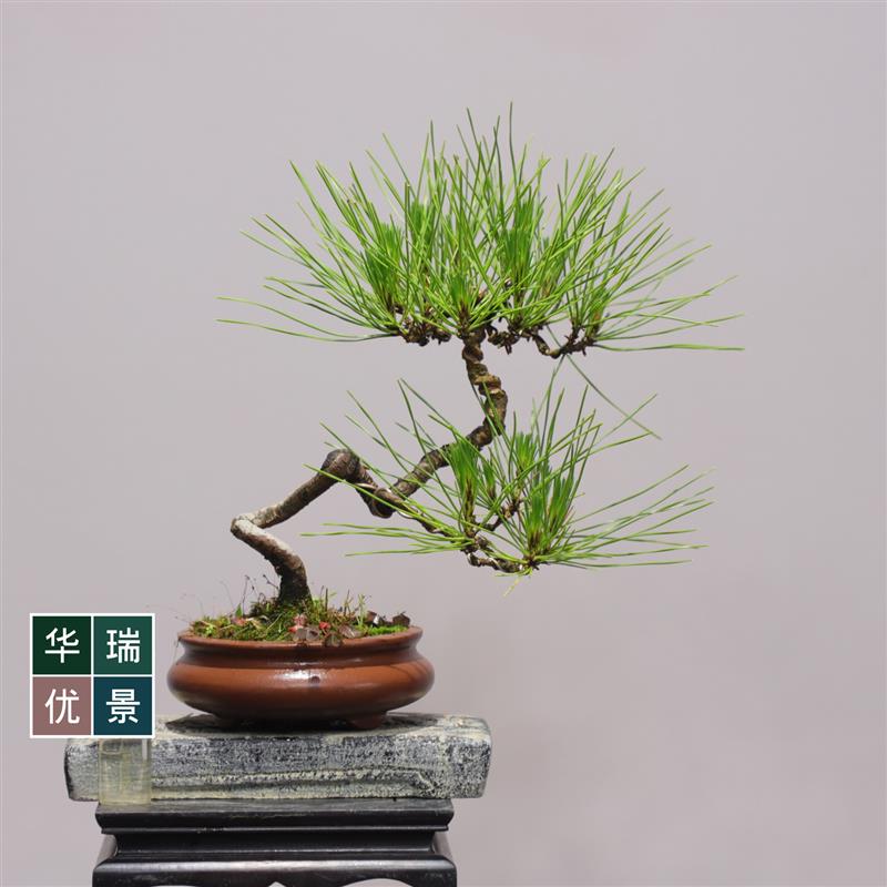 爆皮小黑松掌上盆景茶台盆景办公桌绿植掌上盆栽耐旱耐冻植物送礼