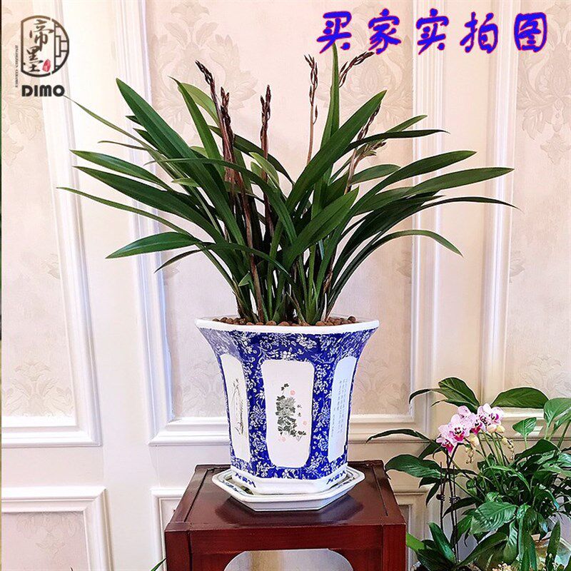 加高景植镇陶瓷花盆装花带托盘绿德园艺青饰花盆老桩兰花花盆高脚