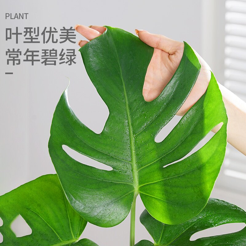 龟背竹水培植物盆栽室内客厅好养花卉净化空气办公室客厅绿植花