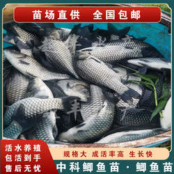 鲫鱼苗 中科鲫鱼苗 土鲫银鲫白鲫大板鲫过山鲫高背鲫湘云鲫彭泽鲫