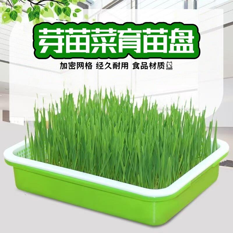 加密加厚小号育苗盘盆芽苗菜水培网格豌豆苗豆芽种植盘阳台小菜园