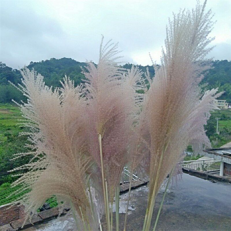 天然大芦苇干花束蒲苇干花婚庆拍摄道具田园客厅落地装饰10支包邮