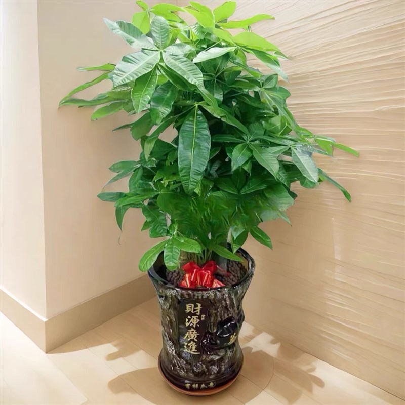 发财树室内大型盆栽观叶吸甲醛植物公司开业乔迁送礼招财绿植深圳