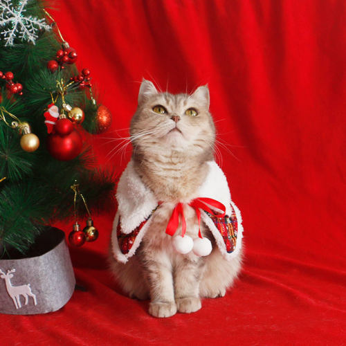 宠物耶诞披风狗狗雪花小斗篷猫咪保暖衣服泰迪布偶氛围感拍照用品