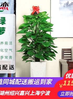 大叶绿萝柱室内大型盆栽绿色植物净化空气去除甲醛 杭州宁波绍兴