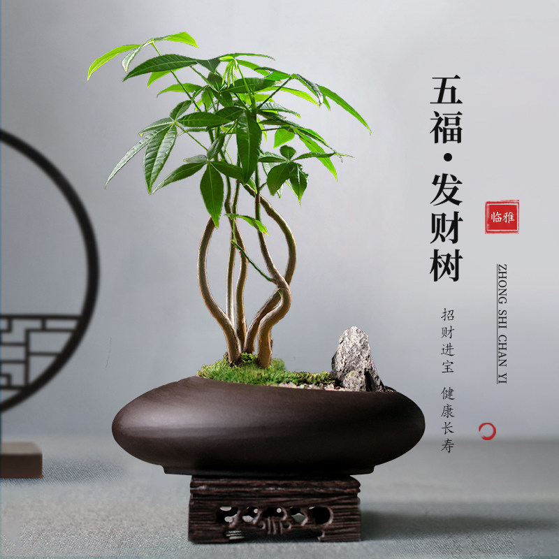 五福发财树盆栽绿植物办公桌书房茶几好养招财树中式禅意盆景摆件