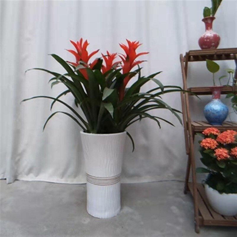 鸿运当头凤梨花盆栽卧室客厅室内植物办公室前台年宵花卉广州直送