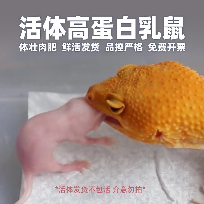 无菌活乳鼠小白鼠活幼鼠喂猫红粉皮鬃狮角蛙鳄龟饲料老鼠蜥蜴食物