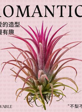 空气凤梨无土植物鲜活办公桌面室内多肉懒人好养小盆栽黑凤梨绿植
