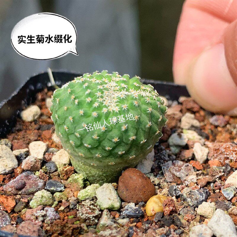 一铭园艺 菊水实生根缀化四大名球之一美观布置仙人掌科开花多肉
