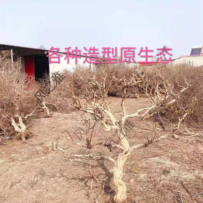 树枝装饰干枝干树枝干树干造型树原木金银花枯树木定制造景干树枝