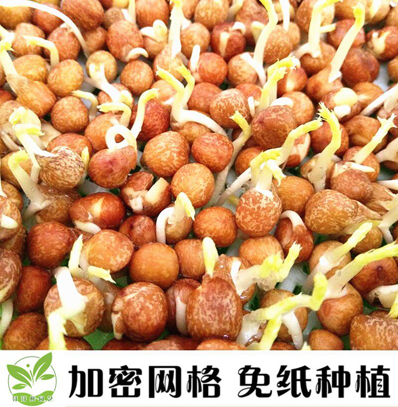 小麦苗种植盘家用芽苗菜育苗盘无土栽培设备水培蔬菜盆豆芽菜托盘