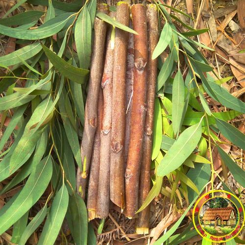 桉树叶蜜袋鼯蜜袋鼬磨牙消毒除臭垫材用品桉树枝小蜜喜欢的玩具