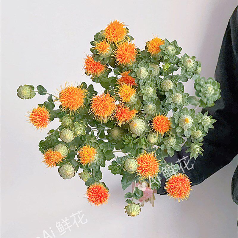 呆萌小可爱橙色菠萝菊鲜花插花水养花期长可做干花家居装饰云南