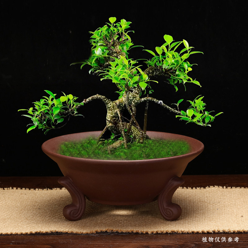 紫砂花盆大口径创意个性花器三足简约桌面绿植盆景盆多肉菖蒲包邮
