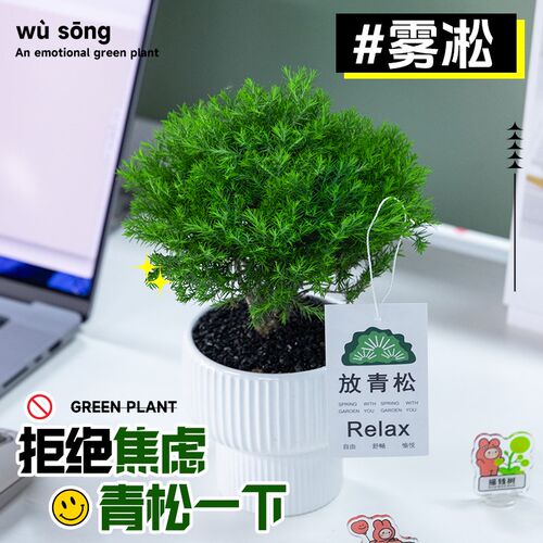 雾凇放青松绿植放轻松植物办公室桌面工位绿植室内盆栽好养活四季