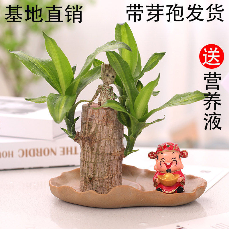 巴西木格鲁特树人水养幸运