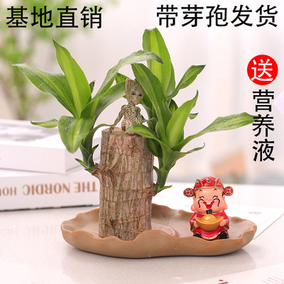 巴西木格鲁特树水培植物